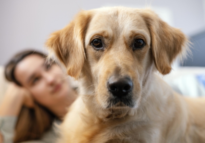 ¿Cuáles son los primeros síntomas del parásito de la Leishmania en perros? 3 | Infoleish