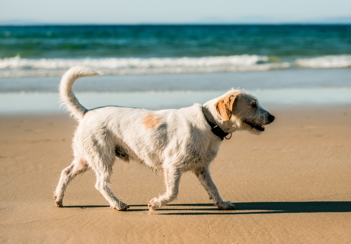 Cómo tratar los síntomas de leishmaniosis en perros 3 | Infoleish