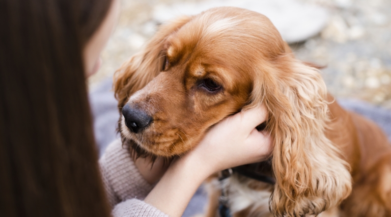 Cómo tratar los síntomas de leishmaniosis en perros 2 | Infoleish