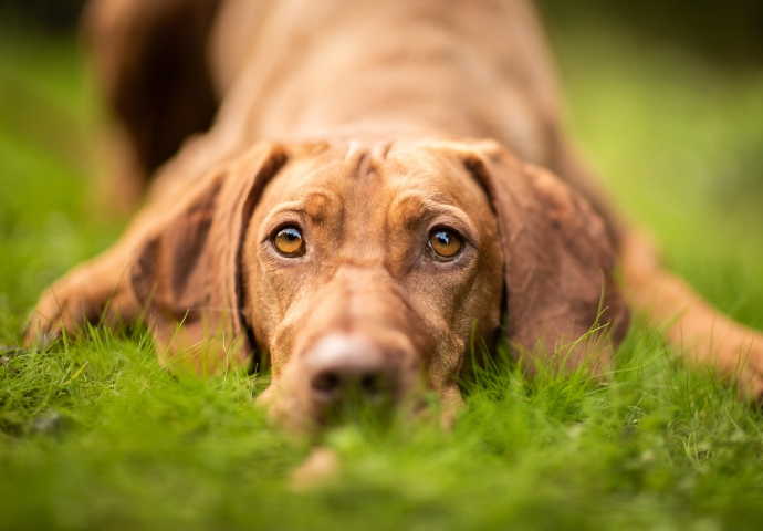 El sangrado de nariz en los perros puede ser indicativo de leishmaniosis 3 | Infoleish