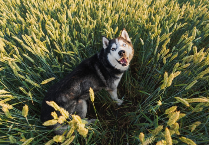 ¿Hay razas de perros más propensas a la leishmaniosis? 3| Infoleish